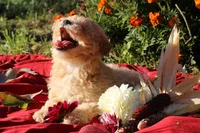 Pepper 💞💗, a female Havapoo for sale in Shreve, OH – 3 of 10