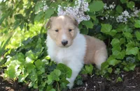 Cookie, a female Collie for sale in Shreve, OH – 5 of 8