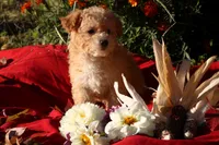 Pocket size Princess 💞💗, a female Havapoo for sale in Shreve, OH – 7 of 10