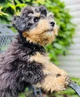 Cuddly, Playful, Snuggly and Smart!!!, a male Havapoo for sale in Shreve, OH – 9 of 10