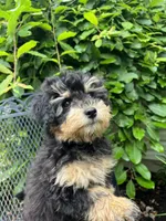 Cuddly, Playful, Snuggly and Smart!!!, a male Havapoo for sale in Shreve, OH – 3 of 10