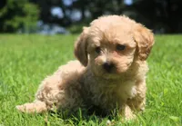 Buddy - ready to go!!!!! 💙💙, a male Havapoo for sale in Shreve, OH – 7 of 10