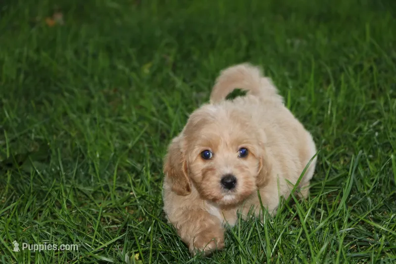 Belle - wants to meet you!!!!!💞💗 – Havapoo puppy for sale in Shreve, OH