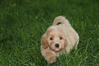 Baby Girl Belle 💞💗, a female Havapoo for sale in Shreve, OH – 6 of 7