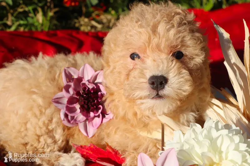 Pepper 💞💗 – Havapoo puppy for sale in Shreve, OH