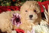 Pepper 💞💗, a female Havapoo for sale in Shreve, OH – 7 of 10