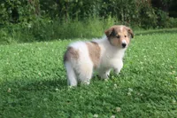 Bubbles, full of bounces and intelligence... , a male Collie for sale in Shreve, OH – 3 of 10