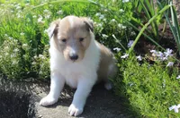 Cookie, a female Collie for sale in Shreve, OH – 2 of 8