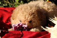 Pepper 💞💗, a female Havapoo for sale in Shreve, OH – 8 of 10