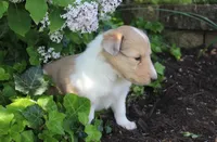 Cookie, a female Collie for sale in Shreve, OH – 3 of 8