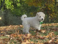 Teddy Bear 💙💙 new pictures!!!, a male Havanese and Poodle - Miniature  for sale in Shreve, OH – 10 of 10