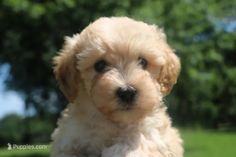 Baby Boy - Buster 💙💙 – Havapoo puppy for sale in Shreve, OH