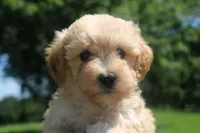Buster - Ready to go!!!!!💙💙, a male Havapoo for sale in Shreve, OH – 4 of 8