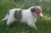 Bubbles, a male Collie for sale in Shreve, OH – 8 of 10