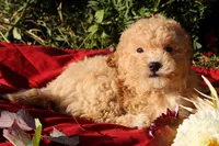 Pepper 💞💗, a female Havapoo for sale in Shreve, OH – 6 of 10