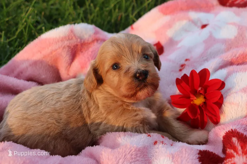 Baby Girl Belle 💞💗 – Havanese, Havapoo puppy for sale in Shreve, OH
