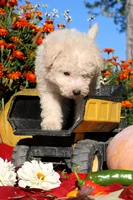 Peluche 💙💙, a male Havapoo for sale in Shreve, OH – 5 of 7