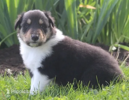 Scout – Collie puppy for sale in Shreve, OH