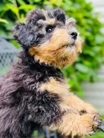 Obedience Training Begun!!! Baby Boy 💙🥰💙, a male Havapoo for sale in Shreve, OH – 4 of 6