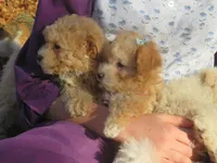 Princess - Pocket size💞💗new pictures!!, a female Havapoo for sale in Shreve, OH – 10 of 10