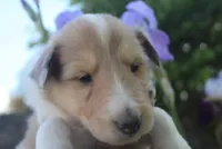 Sugar, a female Collie for sale in Shreve, OH – 7 of 7