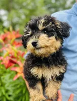 Cuddly, Playful, Snuggly and Smart!!!, a male Havapoo for sale in Shreve, OH – 8 of 10