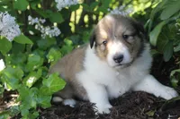 Lassie, a female Collie for sale in Shreve, OH – 2 of 10