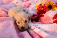Little Sugar Baby ❤️💕, a female Havanese and Havapoo for sale in Shreve, OH – 2 of 4