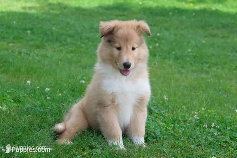 Poppy🐶🌸🌸 – Collie puppy for sale in Shreve, OH