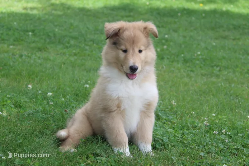 Poppy🐶🌸🌸 – Collie puppy for sale in Shreve, OH