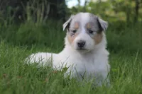 Meadow, a female Collie for sale in Shreve, OH – 2 of 7