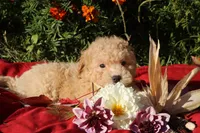 Pepper 💞💗, a female Havapoo for sale in Shreve, OH – 9 of 10