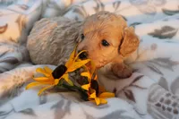 Little Buddy boy 💙💙, a male Havanese and Havapoo for sale in Shreve, OH – 3 of 3