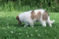 Bubbles, full of bounces and intelligence... , a male Collie for sale in Shreve, OH – 9 of 10
