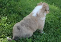Poppy, a female Collie for sale in Shreve, OH – 7 of 9