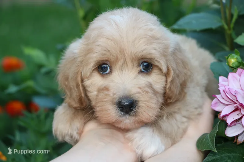 Baby Belle 💞💗 – Havapoo puppy for sale in Shreve, OH