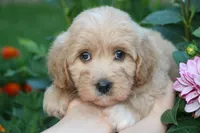 Baby Girl Belle 💞💗, a female Havapoo for sale in Shreve, OH – 5 of 7