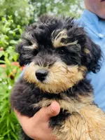 Cuddly, Playful, Snuggly and Smart!!!, a male Havapoo for sale in Shreve, OH – 10 of 10