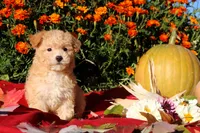 Pocket size Princess 💞💗, a female Havapoo for sale in Shreve, OH – 5 of 10