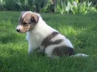 Bubbles, a male Collie for sale in Shreve, OH – 6 of 10