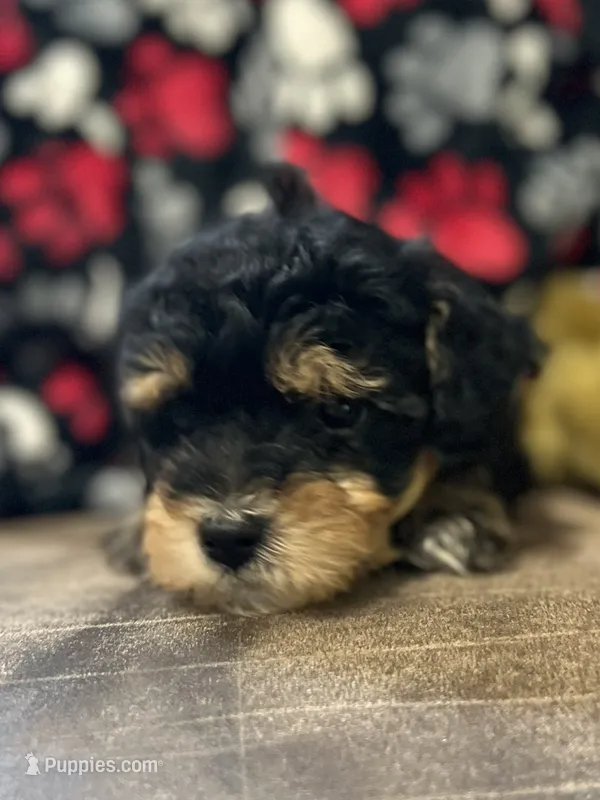 Jasper – Havanese, Havapoo puppy for sale in Shreve, OH