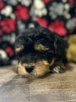Jasper, a male Havanese and Havapoo for sale in Shreve, OH – 6 of 7