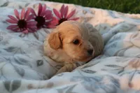 Little boy Bounce 💙💙, a male Havanese and Havapoo for sale in Shreve, OH – 2 of 3