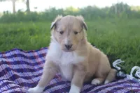 Poppy, a female Collie for sale in Shreve, OH – 5 of 9