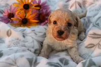 Baby Boy - Buster 💙💙, a male Havanese and Havapoo for sale in Shreve, OH – 2 of 3
