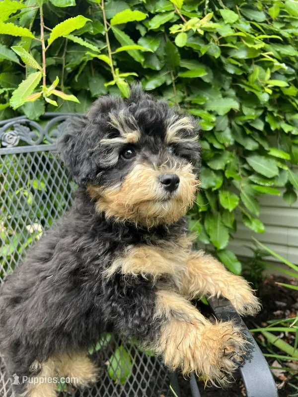 Cuddly, Playful, Snuggly and Smart!!! – Havapoo puppy for sale in Shreve, OH
