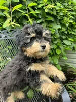 Cuddly, Playful, Snuggly and Smart!!!, a male Havapoo for sale in Shreve, OH – 1 of 10