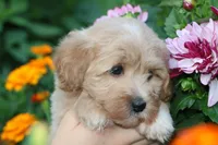 Baby Girl Belle 💞💗, a female Havapoo for sale in Shreve, OH – 7 of 7