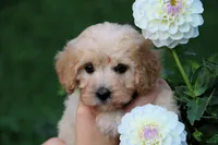 Little Sugar Baby ❤️💕, a female Havapoo for sale in Shreve, OH – 2 of 8