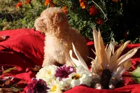 Pocket size Princess 💞💗, a female Havapoo for sale in Shreve, OH – 9 of 10